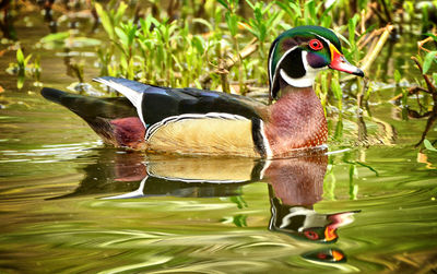 Close-up of duck in lake