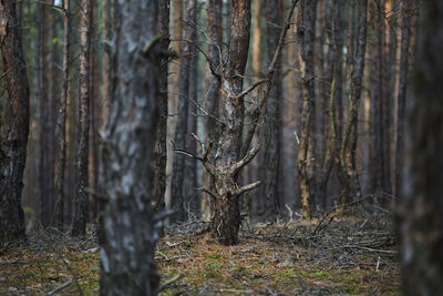 Trees in forest