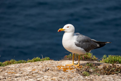 Close-up of seagull perching on a land