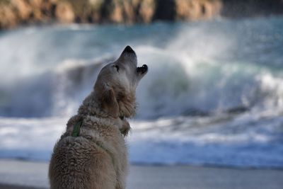 Dog looking at sea shore