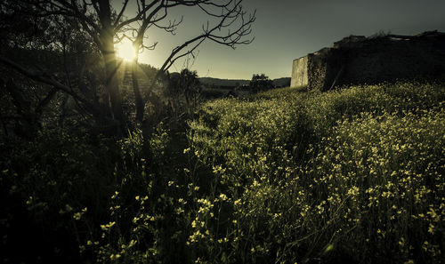 Plants growing on landscape against sky at sunset