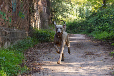 Portrait of dog on footpath