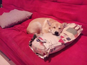 Dog sleeping on bed