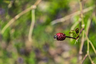 Close-up of plant against blurred background