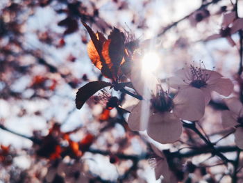 Close-up of cherry blossom on tree