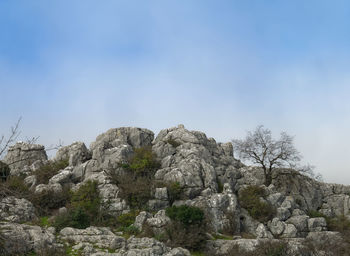 Low angle view of rocks and plants against sky