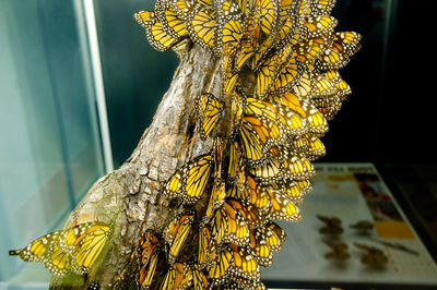 Close-up of yellow tree trunk