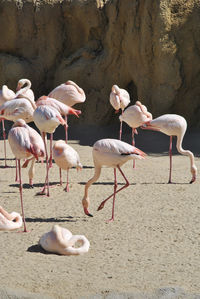 Group of flamingos at lake side eating. colors of nature