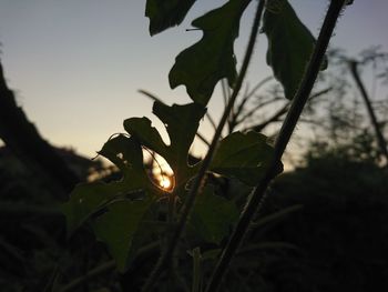 Close-up of flower growing on tree against sky