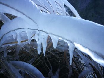 Close-up of snow