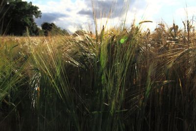 Close-up of wheat growing on field against sky