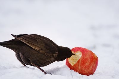 Close-up of bird eating apple in snow