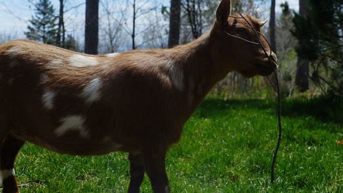 Horse standing in a field