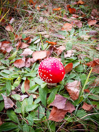 Close-up of red berries on field