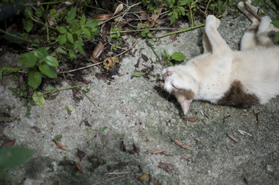 High angle view of cat