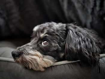 Close-up of dog looking away