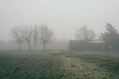 Trees on field in foggy weather