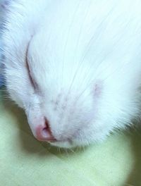 Close-up of cat