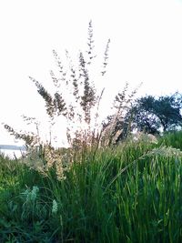 Plants growing on grassy field