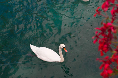 High angle view of swan in lake