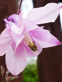 Close-up of pink flowers blooming outdoors