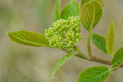Close-up of green leaves