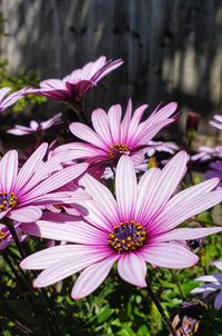 Close-up of purple flowers