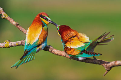 Close-up of birds perching on branch