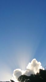 Low angle view of trees against blue sky