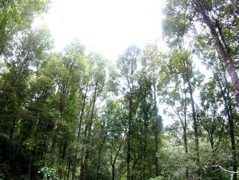 Low angle view of trees in forest