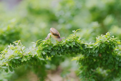 Close-up of snail on plant