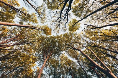 Low angle view of trees in forest against sky