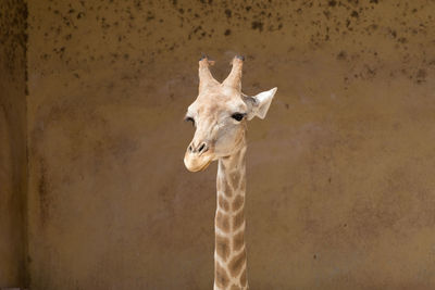 Close-up of giraffe against wall