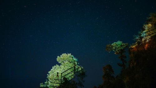 Low angle view of trees against sky at night