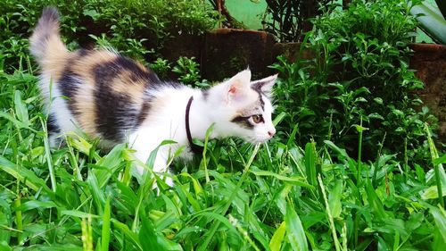 Cat in a field