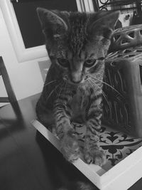 Close-up of cat sitting on floor