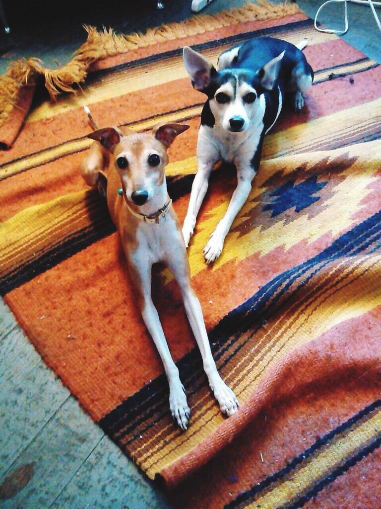 domestic animals, animal themes, pets, indoors, one animal, dog, mammal, high angle view, wood - material, looking at camera, wooden, portrait, no people, full length, flooring, hardwood floor, home interior, wood, close-up, two animals