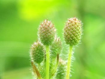 Close-up of flowering plant