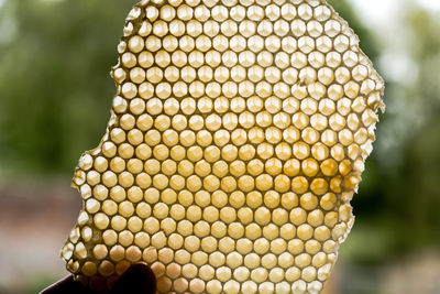 Close-up of yellow leaf