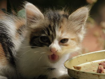 Close-up portrait of cat