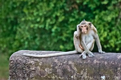 Monkey sitting on retaining wall against plants