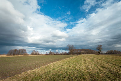 Scenic view of agricultural field against sky