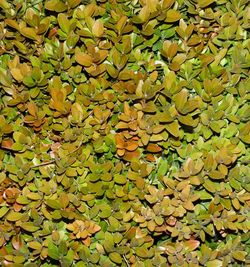 Leaves floating on water