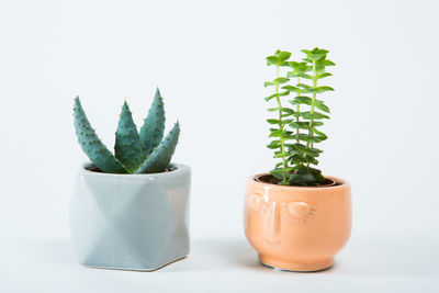 Close-up of potted plant against white background