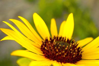 Close-up of sunflower