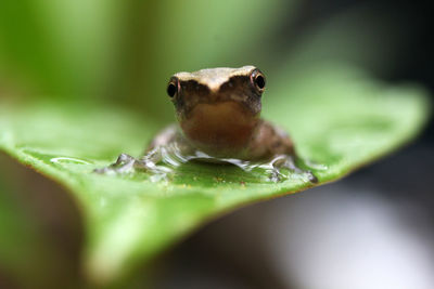 Green paddy frog is on the leaves with drops of dew. soft focus.