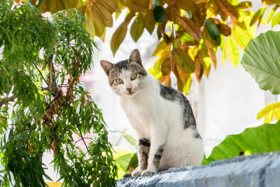 Cat sitting on a tree