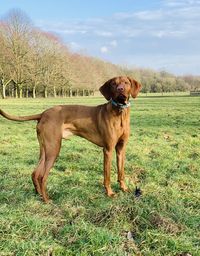 Dog in a field