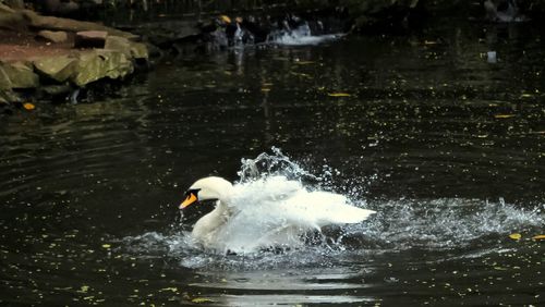 Ducks in the lake