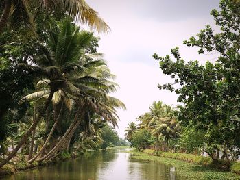 Scenic view of palm trees against sky